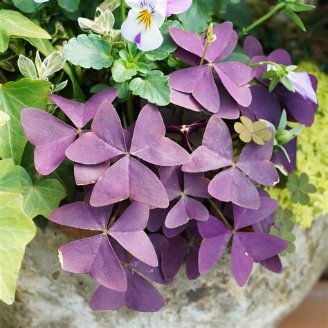 Oxalis Triangularis Purple Bulbs - Elegant Garden Foliage | AllThatGrows