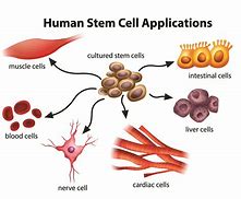 stem cells 的图像结果