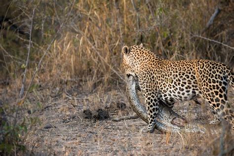 Image result for Leopard vs Python