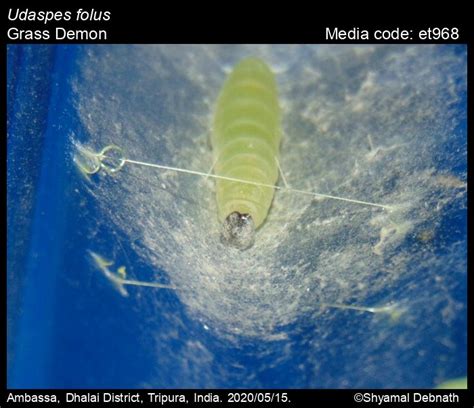 Udaspes folus | Butterfly