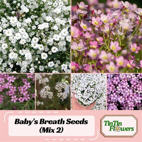 30 Seeds| Baby's Breath Seeds (mix 2) - Gypsophila Fastigiata - Drought ...