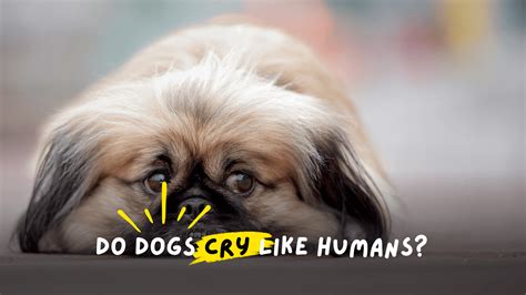 Do Dogs Cry Tears Like Humans? - Raw Origins | Raw Origins