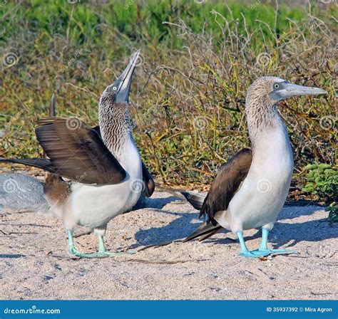 Blue- Footed Boobies stock photo. Image of wildlife, ocean - 35937392