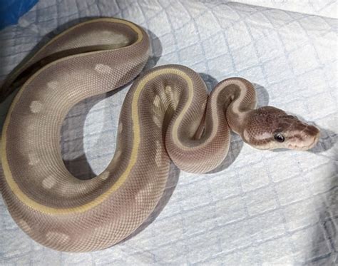 Image result for Goblin Ball Python