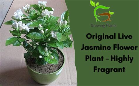 Growing Plants Original Live Real Jasmine Flower Plant Taxonomic Name ...