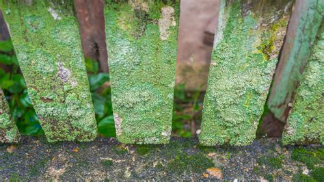 Woman ‘dreading the mess’ of jet washing green-algae off her fence raves about Wickes buy that ...