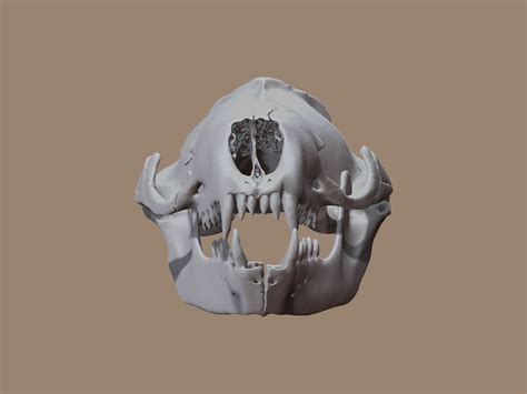 Télécharger le fichier Crâne de phoque léopard d'après les données du ...