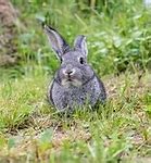 Image result for Fluffy White Baby Bunny