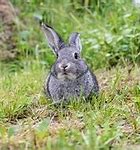 Image result for Baby Bunny Rabbit Coloring Pages