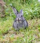 Image result for Small Baby Bunny