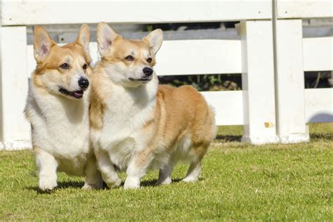 Bone Deformity and Dwarfism in Dogs - Symptoms, Causes, Diagnosis ...