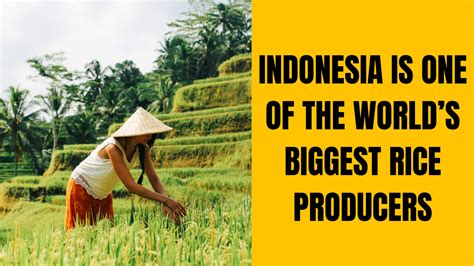 Business(7/5-6) – Indonesia is one of the world’s biggest rice producers, but plans to import ...