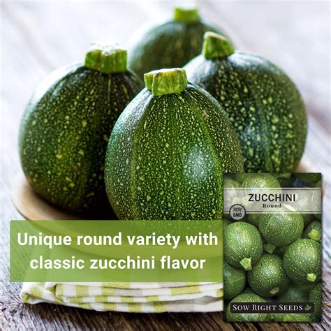 Round Zucchini Seeds for Planting | Make Stuffed Squash - Sow Right Seeds