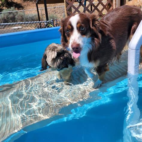 Image result for Pool Steps for Dogs