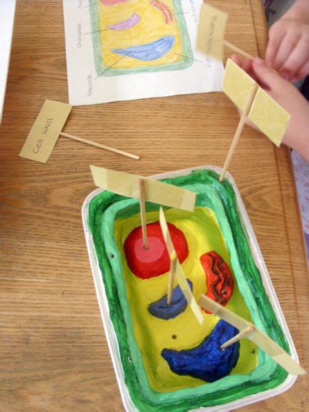 Image result for Cell Model Project Examples