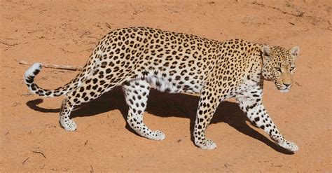 Endangered Animals In Namibia