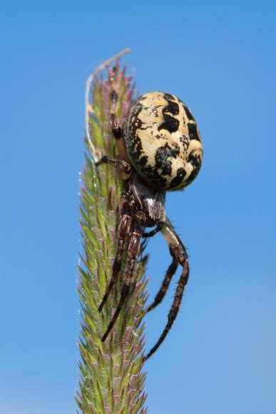 Pavoukovci (Arachnida) - Bobův fotoblog