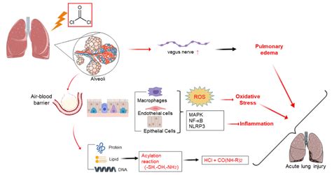 Mechanism of Phosgene-Induced Acute Lung Injury and Treatment Strategy