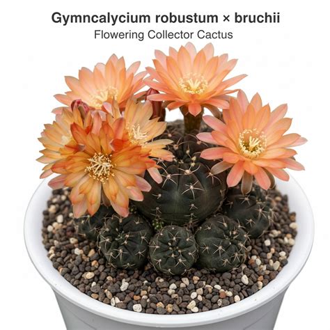 Gymnocalycium robustum x bruchii ARE35 – Samarth Cactus Nursery