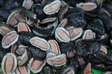 Quitones Cucarachas De Mar Y Parientes Clase