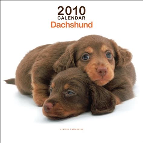 Amazon.in: Buy Dachshunds Mini 2010 Mini Wall ARTLIST Book Online at ...