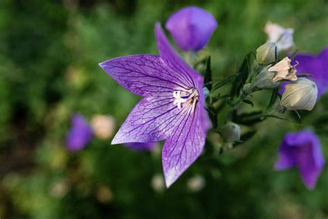 Balloon Flower: Plant Care & Growing Guide