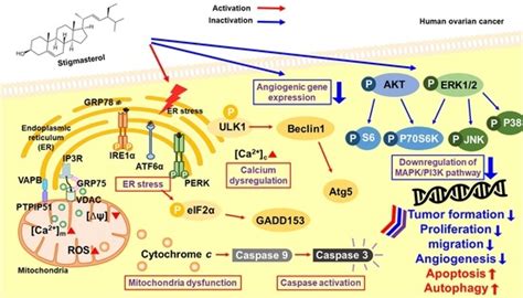 Stigmasterol Causes Ovarian Cancer Cell Apoptosis by Inducing ...