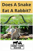 Image result for Rabbit Kills Snake