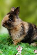Image result for Master of the Forest Tiny Bunny