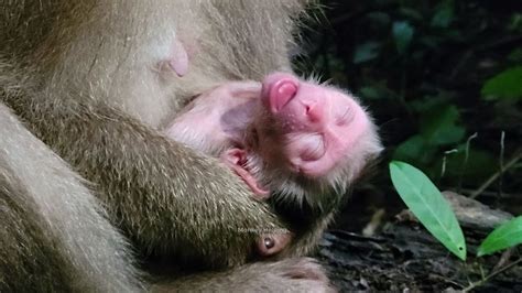 Image result for Bug Infested Baby Monkey