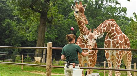 Zoo Field Virtual Trip 30 Best Zoo And Safari Virtual Field Trips