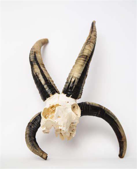 Four Horned Sheep Skull