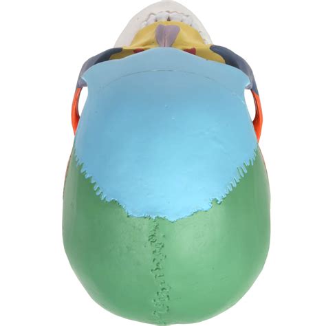 Axis Scientific 3-Part Didactic Human Skull Model, Life Size Painted ...