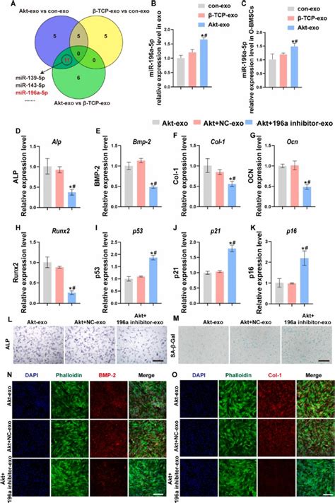 Small Activatingrna 的图像结果