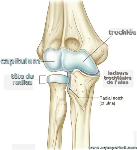 Humérus : définition et explications