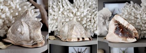 Image result for Ancient Tiger Shell