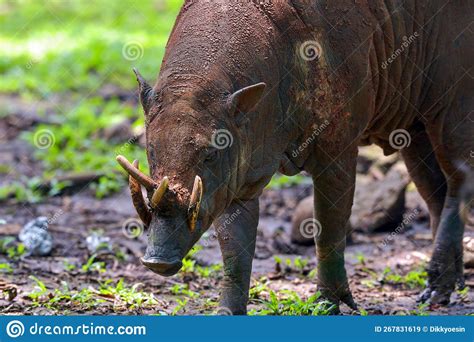 Close Up Portrait of a Male Deer-pigs Stock Image - Image of buru ...
