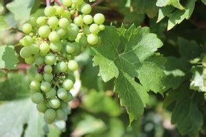 Cloud Farm Grapes Plant Price in India - Buy Cloud Farm Grapes Plant ...