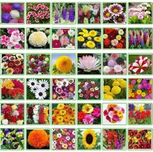 Flower Seeds Online in India | Flipkart | 23-Oct-25