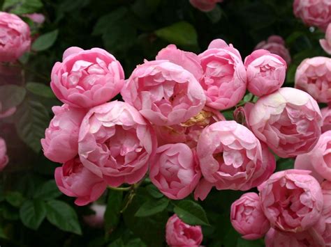 Varieties of English (Peony- roses) with photos and names