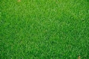 Seedsqlty Indian lawn grass seeds Seed Price in India - Buy Seedsqlty ...