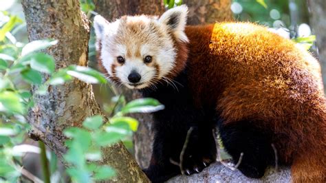 Zoo Atlanta red pandas are in their habitat | 11alive.com