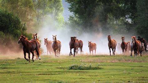 Bing Wallpaper Horses 的图像结果