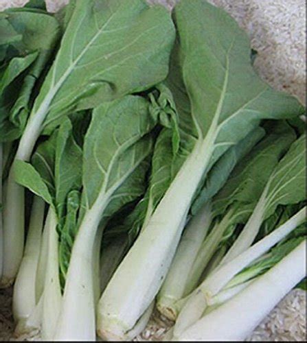 Pechay Petsay Seeds Native Philippine Bureau of India | Ubuy