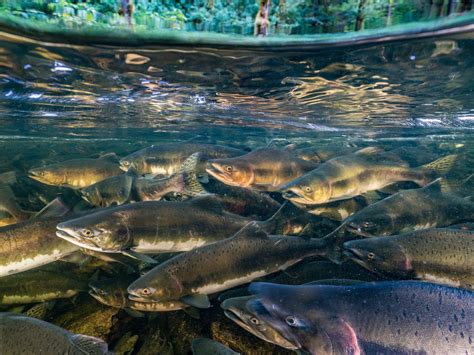 Endangered Freshwater Fish