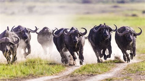 Commonly Confused Words: Heard and Herd