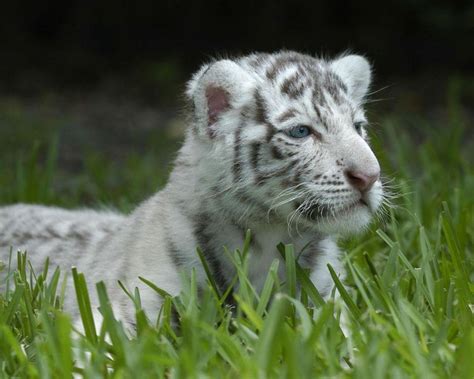 Baby White Tiger Wallpapers - Wallpaper Cave