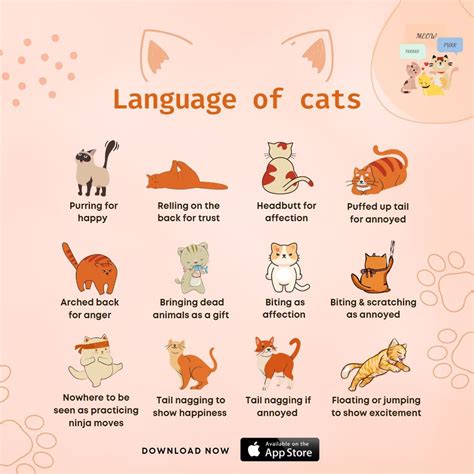 ? Follow the easy steps and learn the language of your dear cat today ...