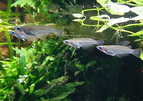 Java Rice Fish 的图像结果