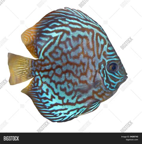 Image result for Blue Turquoise Discus